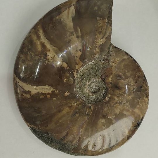 Pamiątkowy skamieniały ammonit 18×15 cm +/- (cena za 1175 g.)