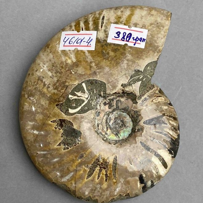 Pamiątkowy skamieniały amonit 12 x 9,5 x 3 cm ± (cena za 380 g.)