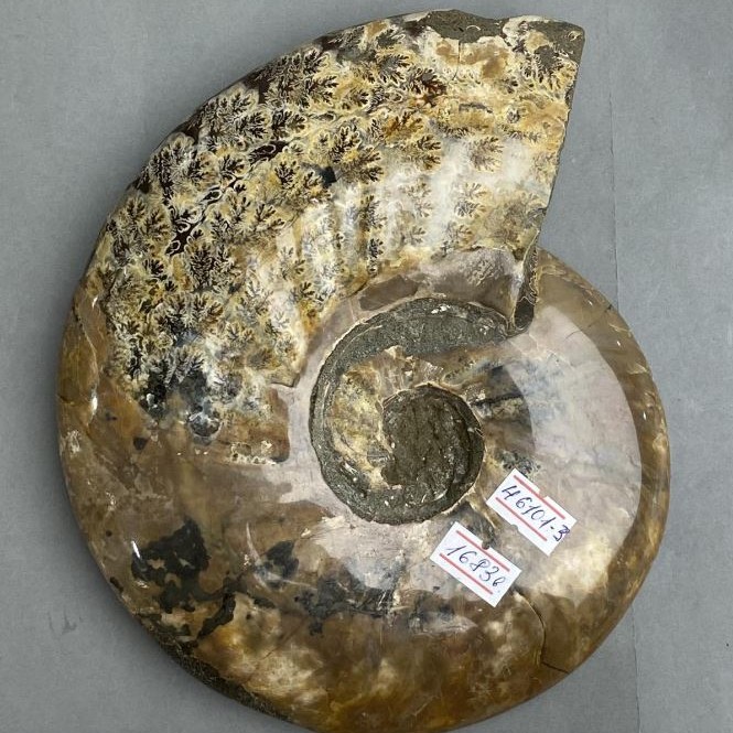 Skamieniały ammonit pamiątkowy całkowity 21×18×4, około 2 cm ± (cena za 1683 g.)