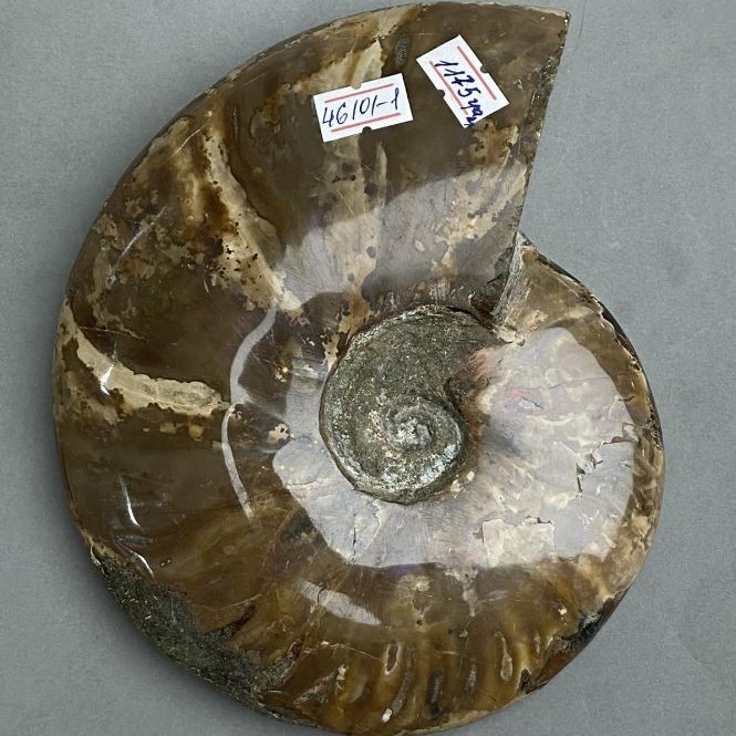 Pamiątkowy skamieniały amonit 17×15×3,5 cm +- (waga około 1175 g)