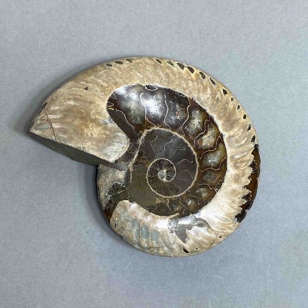 Amonit z wyżłobieniem, kamień pamiątkowy, średnica 107 mm ± waga 278 g (cena za sztukę)