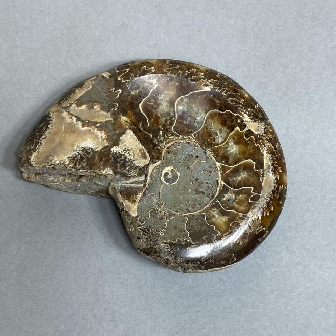 Amonit z wgłębieniem – kamień pamiątkowy, średnica 94 mm ± masa 206 g