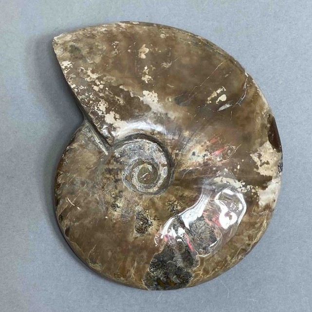 Amonit pamiątkowy kamień, średnica 127 mm ± masa 524 g (cena za sztukę)