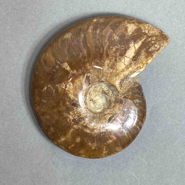 Amonit – kamień pamiątkowy, średnica ok. 88 mm, waga 156 g (cena za sztukę)