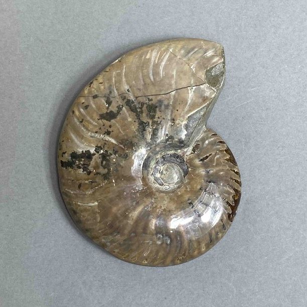 Amonit pamiątkowy – kamień o średnicy 85 mm, waga 150 g (cena za sztukę)