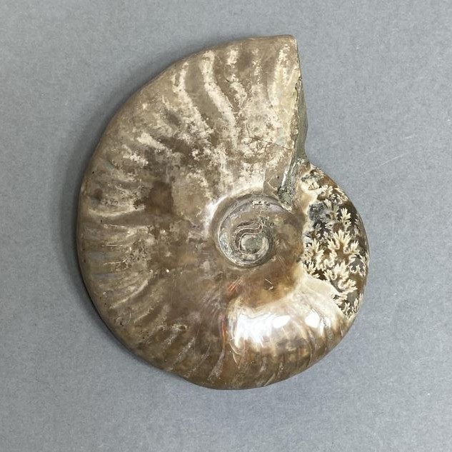 Amonit kamień pamiątkowy, średnica 82 mm ± waga 172 g (cena za sztukę)