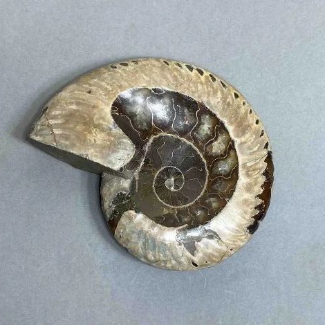 Ammonit z wgłębieniem, kamień pamiątkowy, średnica 107 mm ± masa 278 g (cena za sztukę)