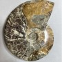 Amonit skamieniały, duży, 17×13×4 cm, waga około 1040 g