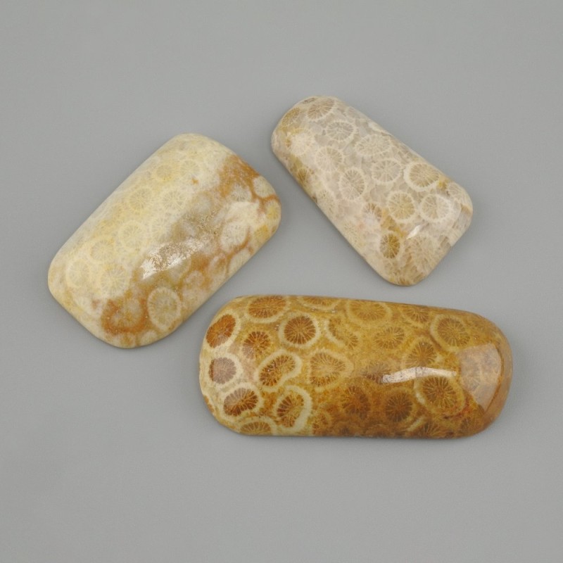 Kaboszon z korala skamieniałego 38-44×15-23 mm ± (różne rozmiary)