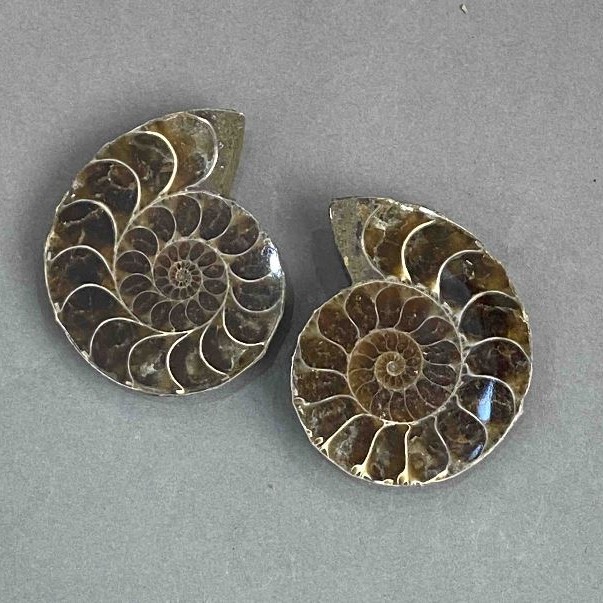 Amonit pamiątkowy kamień, średnica asortymentu 37×44 mm ± (w opakowaniu para) waga 54 g