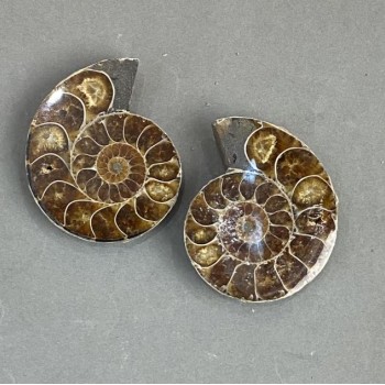 Amonit kamień pamiątkowy, średnica asortymentu 40×47 mm ± (w opakowaniu para) waga 63 g