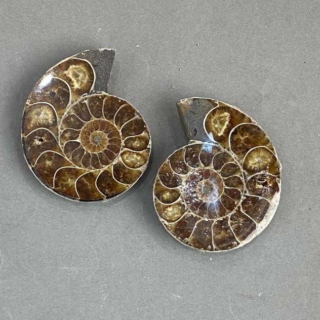 Amonit kamień pamiątkowy, średnica asortymentu 40×47 mm ± (w opakowaniu para) waga 63 g