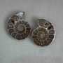 Amonit kamień pamiątkowy, średnica asortymentu 37×45 mm+- (w opakowaniu para), waga 48 g