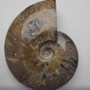 Pamiątkowy skamieniały amonit duży 15×12×4 cm ± cena za 783 g