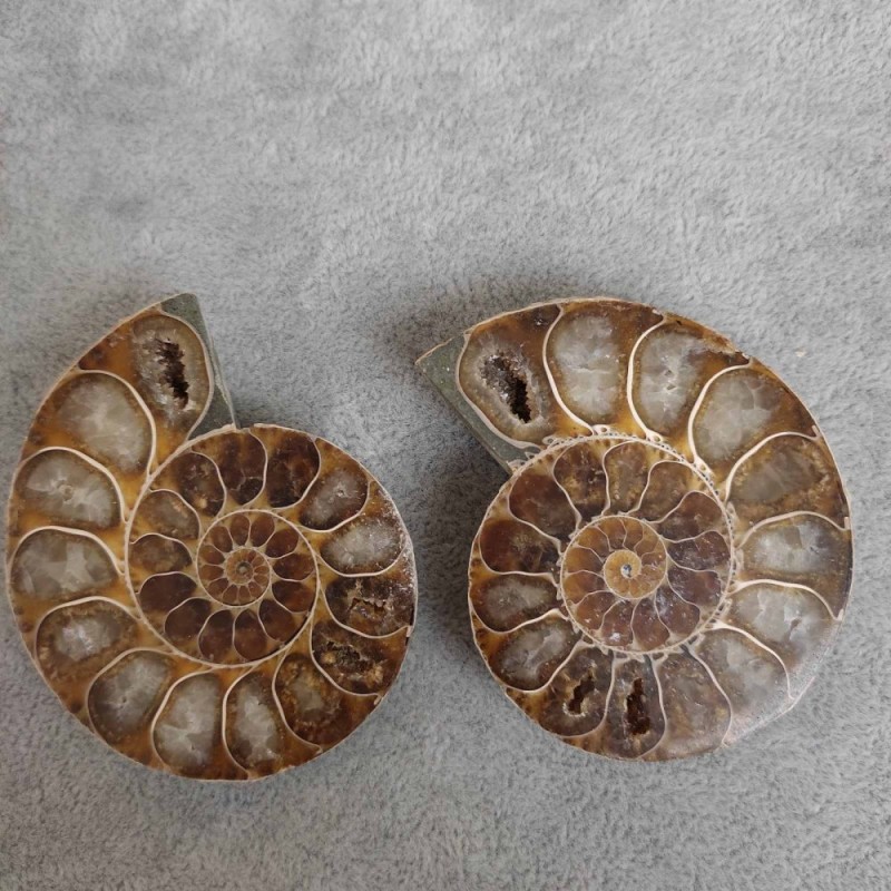 Amonit 55×45×10(±) mm. Cena za 100 g