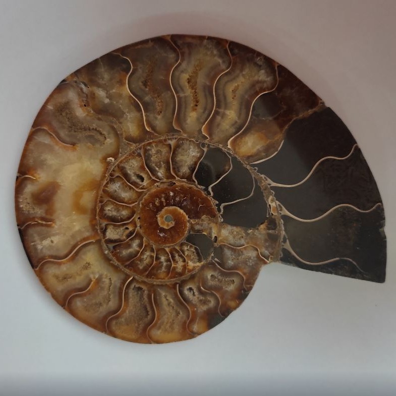Pamiątkowy ammonit 15,5 × 12,5 cm, waga 384 g