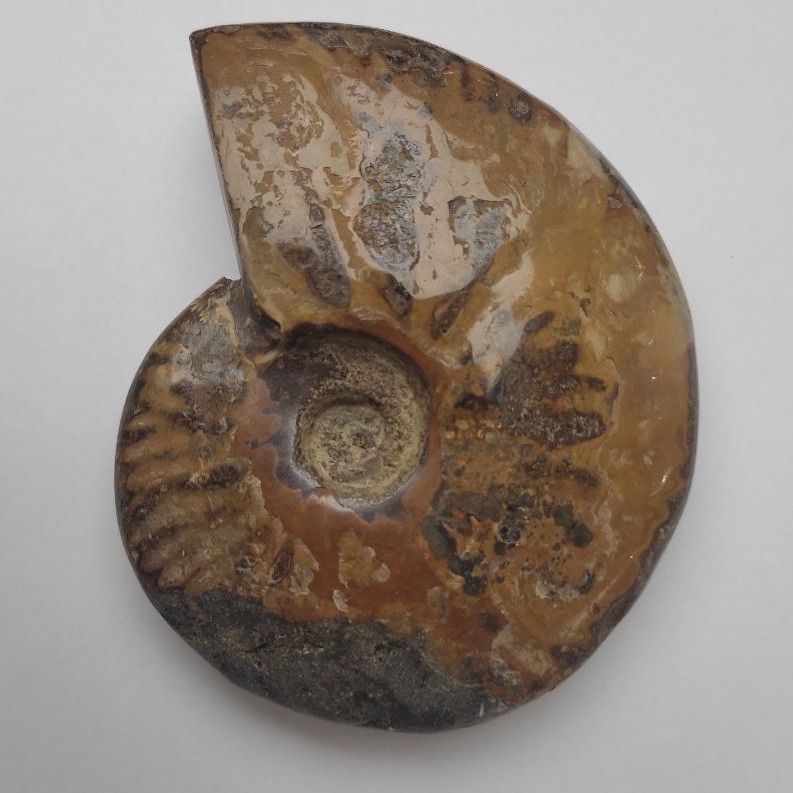 Pamiątkowy skamieniały ammonit 12×9,5×3 cm